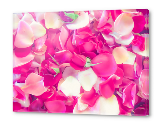 pink roses background Acrylic prints by Timmy333