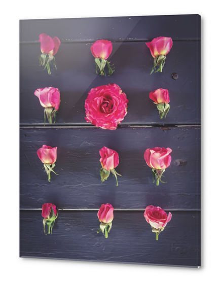 fresh and beautiful pink roses with wood background Acrylic prints by Timmy333