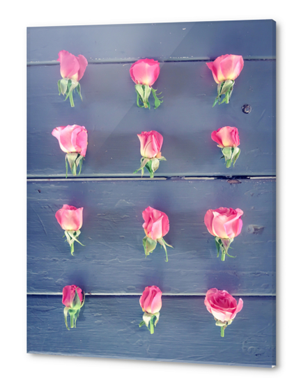 pink baby roses on the wooden table Acrylic prints by Timmy333