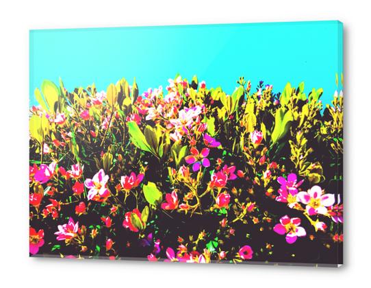 pink flowers with green leaves and blue background Acrylic prints by Timmy333