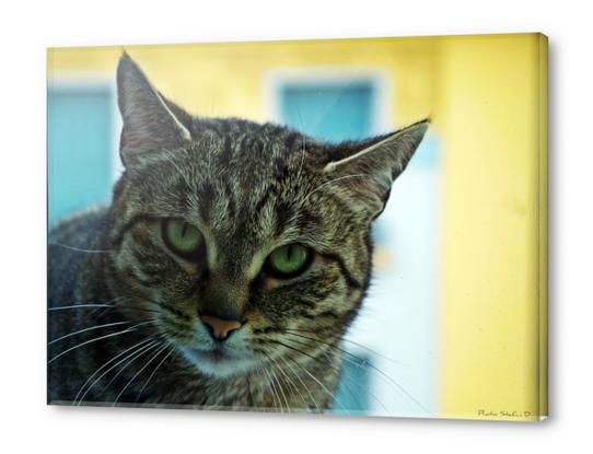 Regard de chat Acrylic prints by Stefan D