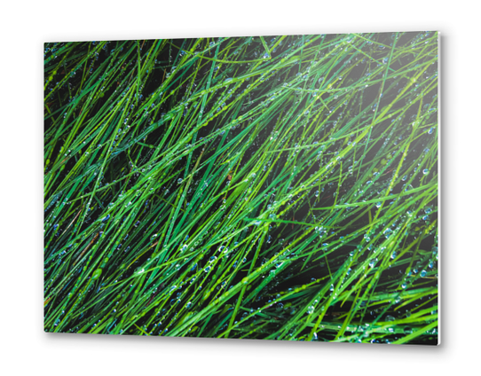 green grass texture background with water drop Metal prints by Timmy333