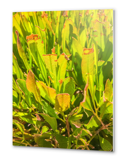 green leaves plant texture abstract background Metal prints by Timmy333