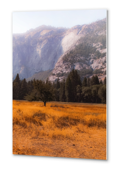 pine tree and mountain at Yosemite national park California USA Metal prints by Timmy333