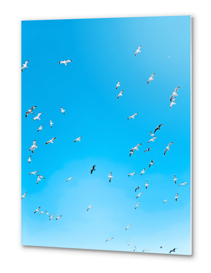 flying birds over the blue sky Metal prints by Timmy333