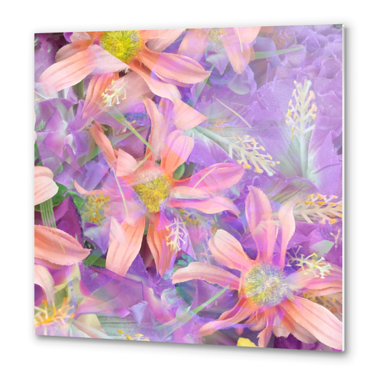 blooming pink daisy flower with purple flower background Metal prints by Timmy333