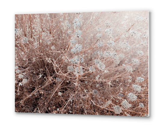 blooming dry flowers with brown dry grass field abstract background Metal prints by Timmy333