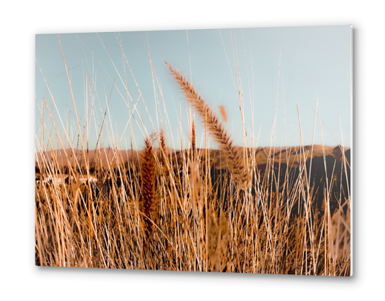 blooming grass flowers with blue sky and mountain background Metal prints by Timmy333