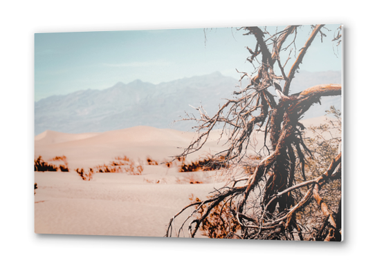 Tree branch with sand desert and mountain view at Death Valley national park California USA Metal prints by Timmy333