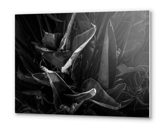 bird of paradise leaves texture background in black and white Metal prints by Timmy333