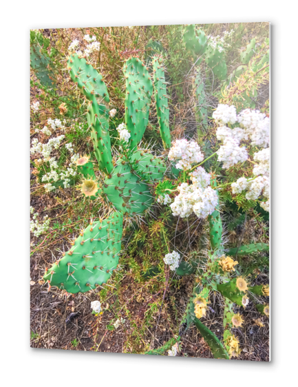 green cactus with blooming white flowers Metal prints by Timmy333