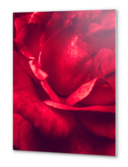 red rose texture Metal prints by Timmy333