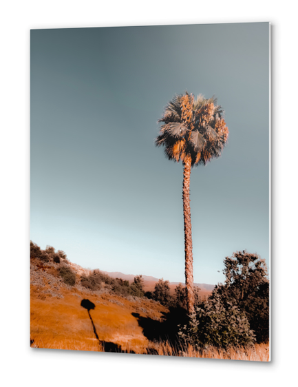 isolated palm tree with blue sky background Metal prints by Timmy333