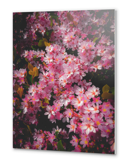 closeup blooming pink flowers abstract background Metal prints by Timmy333