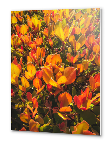 closeup orange leaves plant texture background Metal prints by Timmy333