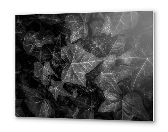 closeup ivy leaves texture background in black and white Metal prints by Timmy333