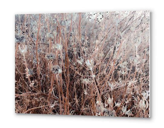 Closeup blooming dry flowers with grass field background Metal prints by Timmy333