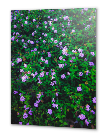 blooming purple flowers with green leaves Metal prints by Timmy333