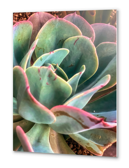 closeup green and pink succulent plant Metal prints by Timmy333