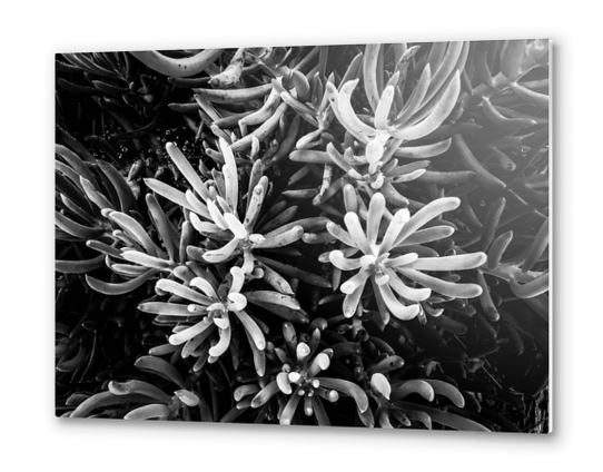 closeup succulent plant garden in black and white Metal prints by Timmy333