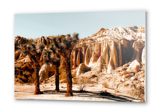 Desert and cactus at Red Rock Canyon State Park California USA Metal prints by Timmy333