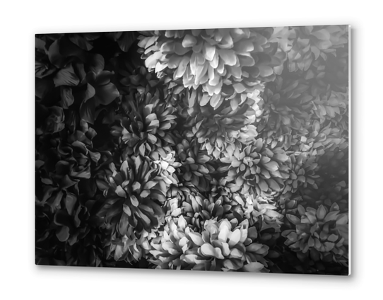 blooming flowers abstract background in black and white Metal prints by Timmy333