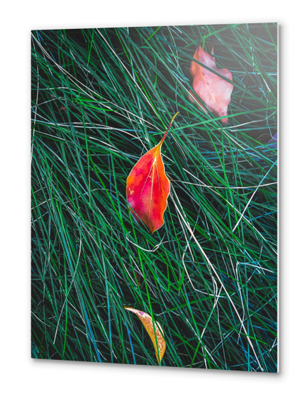 closeup orange leaves on the green grass field Metal prints by Timmy333