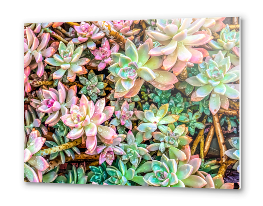 green and pink succulent plant garden Metal prints by Timmy333