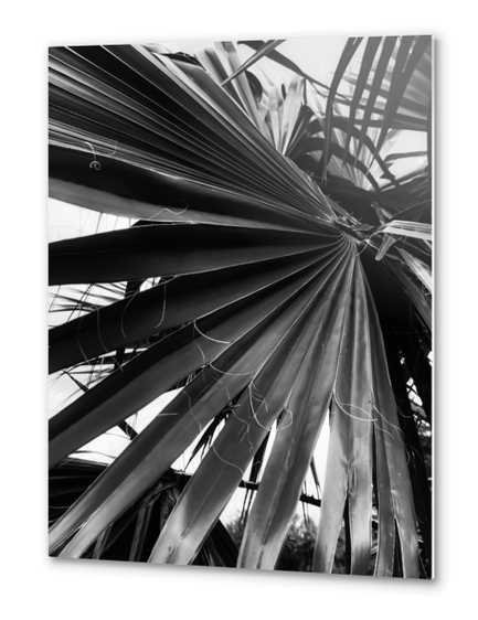 palm leaves texture abstract in black and white Metal prints by Timmy333