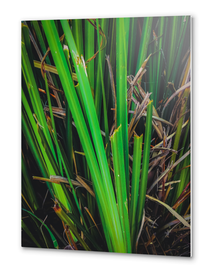 green leaves texture background Metal prints by Timmy333