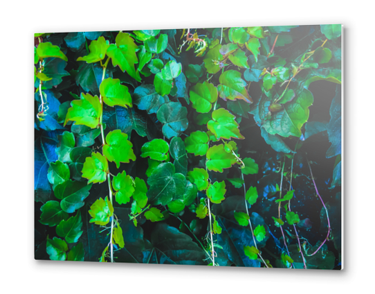 green ivy leaves texture background Metal prints by Timmy333