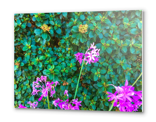 blooming purple flowers with green leaves background Metal prints by Timmy333