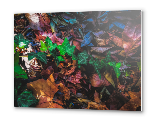 closeup green ivy leaves with brown dry leaves on the ground Metal prints by Timmy333