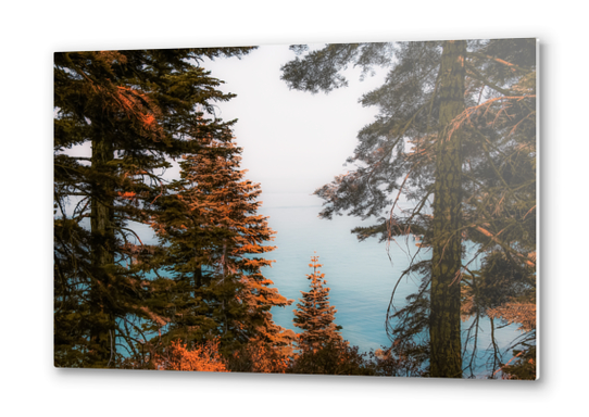 Pine tree and lake view at Emerald Bay Lake Tahoe California USA Metal prints by Timmy333