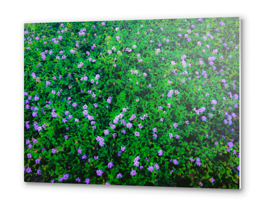 blooming purple flowers garden with green leaves Metal prints by Timmy333