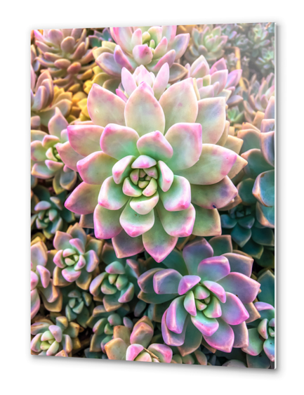 closeup green and pink succulent plant background Metal prints by Timmy333