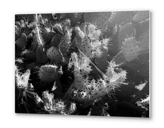 Cactus garden texture background in black and white Metal prints by Timmy333