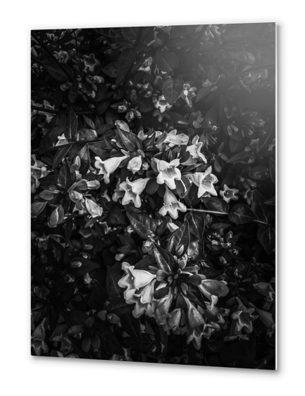 blooming flowers in black and white Metal prints by Timmy333