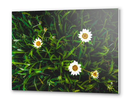 blooming white flowers with green leaves texture background Metal prints by Timmy333