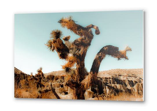 Cactus in the desert at Red Rock Canyon State Park, California, USA Metal prints by Timmy333