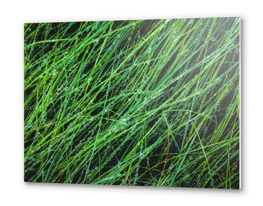 closeup green grass field texture with water drop Metal prints by Timmy333