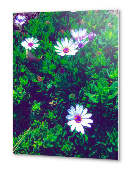 blooming white and purple flowers with green leaves Metal prints by Timmy333