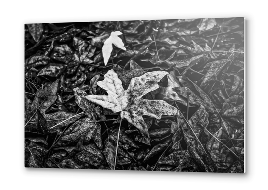 maple leaves in black and white Metal prints by Timmy333