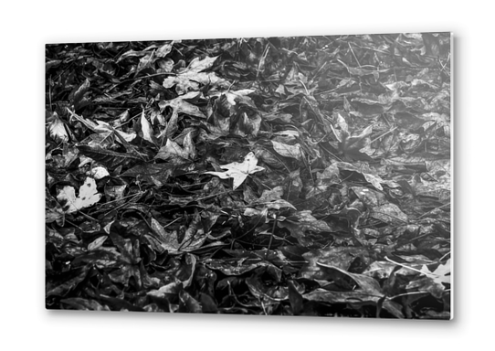 maple leaves texture abstract in black and white Metal prints by Timmy333