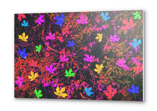 maple leaf in yellow green pink blue red with red and orange creepers plants background Metal prints by Timmy333