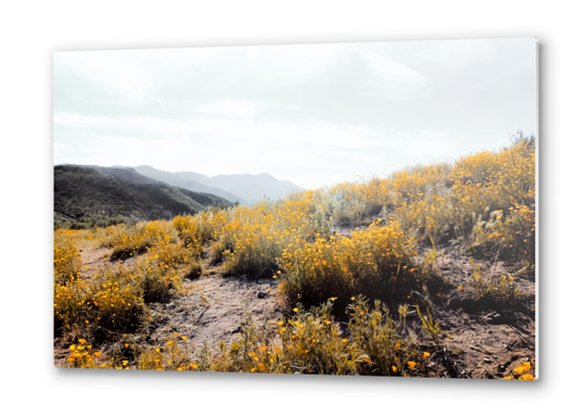 vintage style yellow poppy flower field with summer sunlight Metal prints by Timmy333