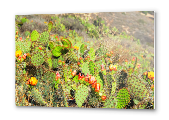 green cactus with red and yellow flower texture background Metal prints by Timmy333