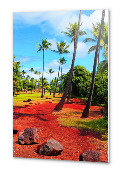 palm trees with green tree and blue cloudy sky in summer Metal prints by Timmy333