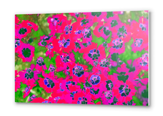 blooming pink flower with green leaf background Metal prints by Timmy333