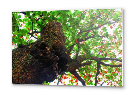 big tree with green leaves and red leaves Metal prints by Timmy333